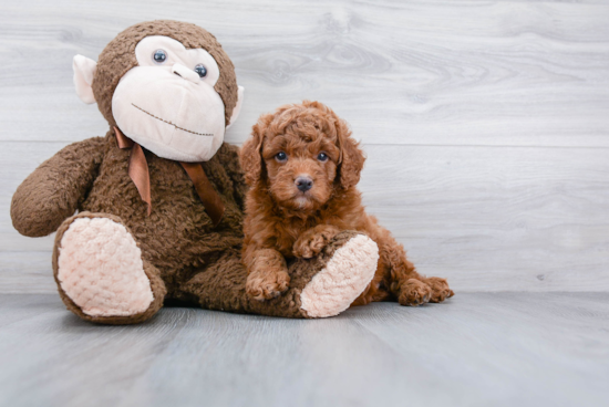 Funny Mini Goldendoodle Poodle Mix Pup