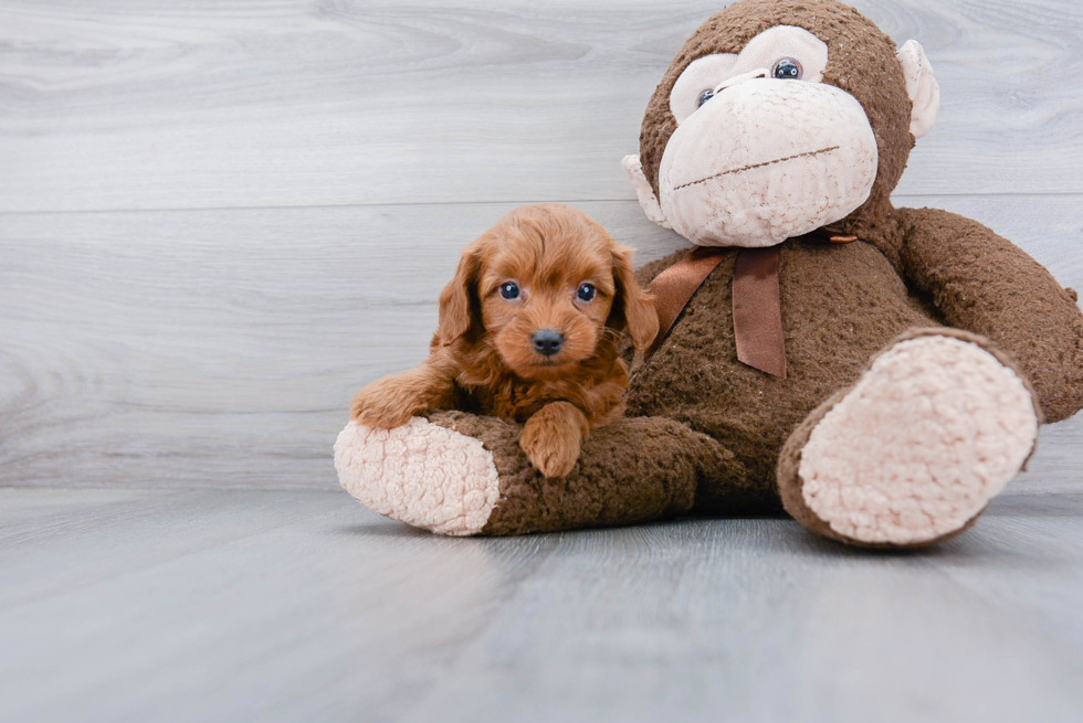 Best Mini Goldendoodle Baby