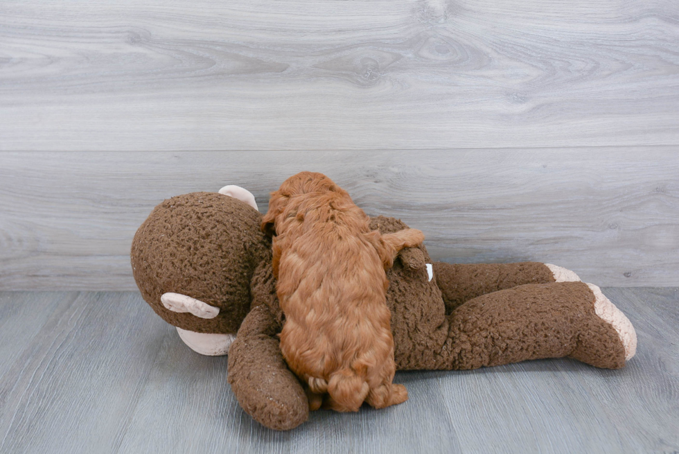 Playful Golden Retriever Poodle Mix Puppy