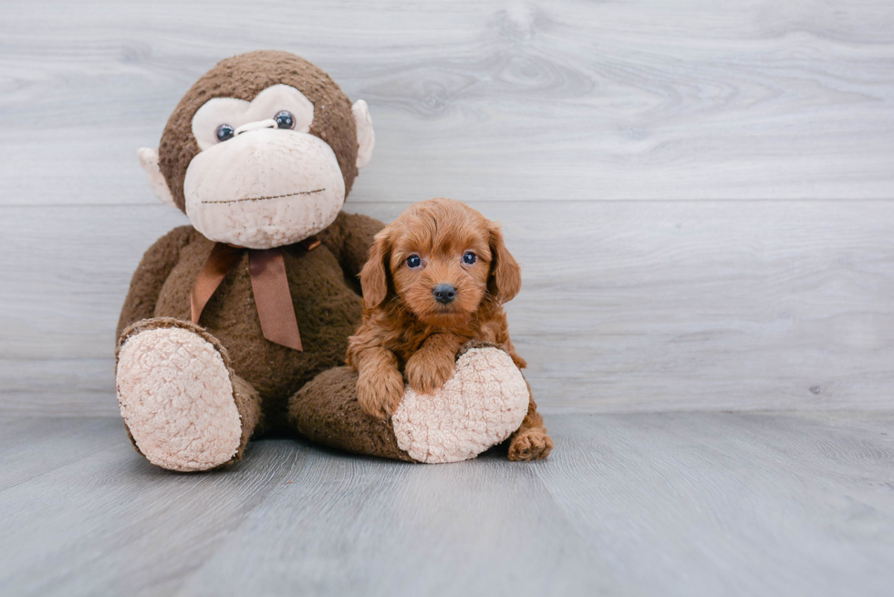 Mini Goldendoodle Pup Being Cute