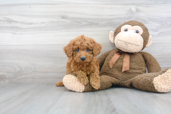 Adorable Golden Retriever Poodle Mix Puppy