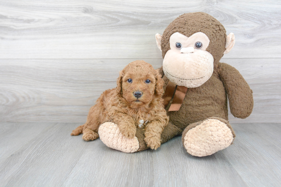 Happy Mini Goldendoodle Baby