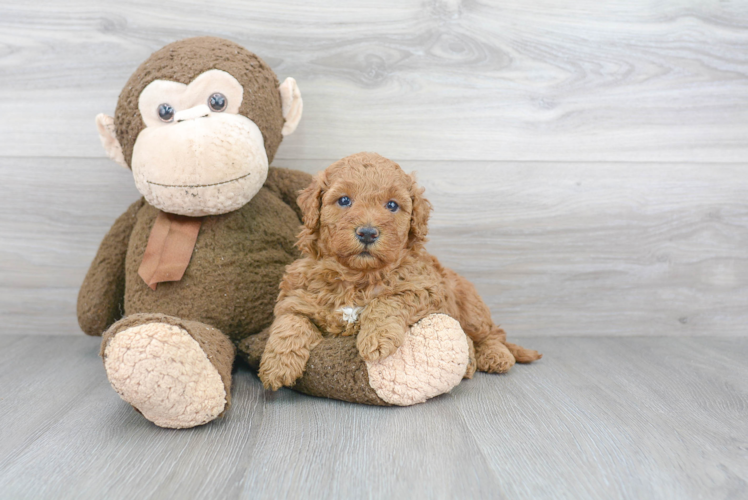 Mini Goldendoodle Puppy for Adoption