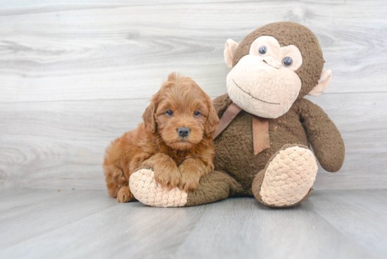 Mini Goldendoodle Pup Being Cute