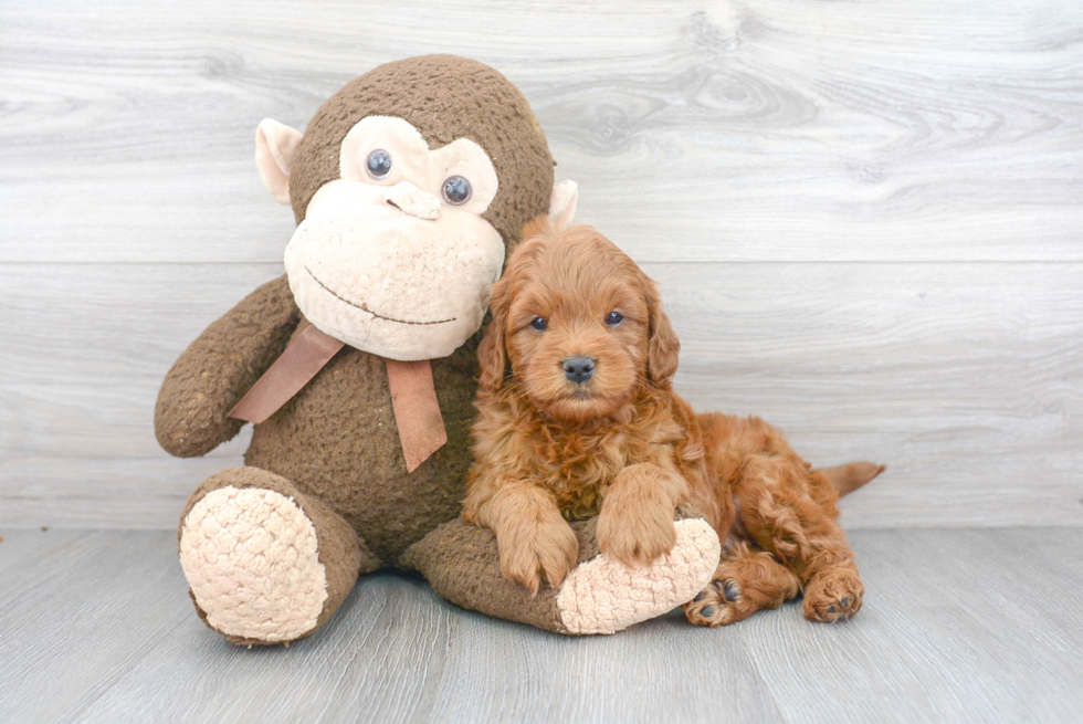 Best Mini Goldendoodle Baby