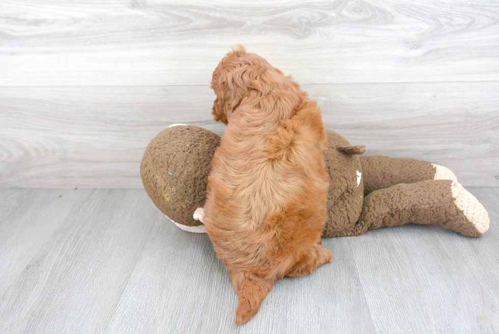 Sweet Mini Goldendoodle Baby