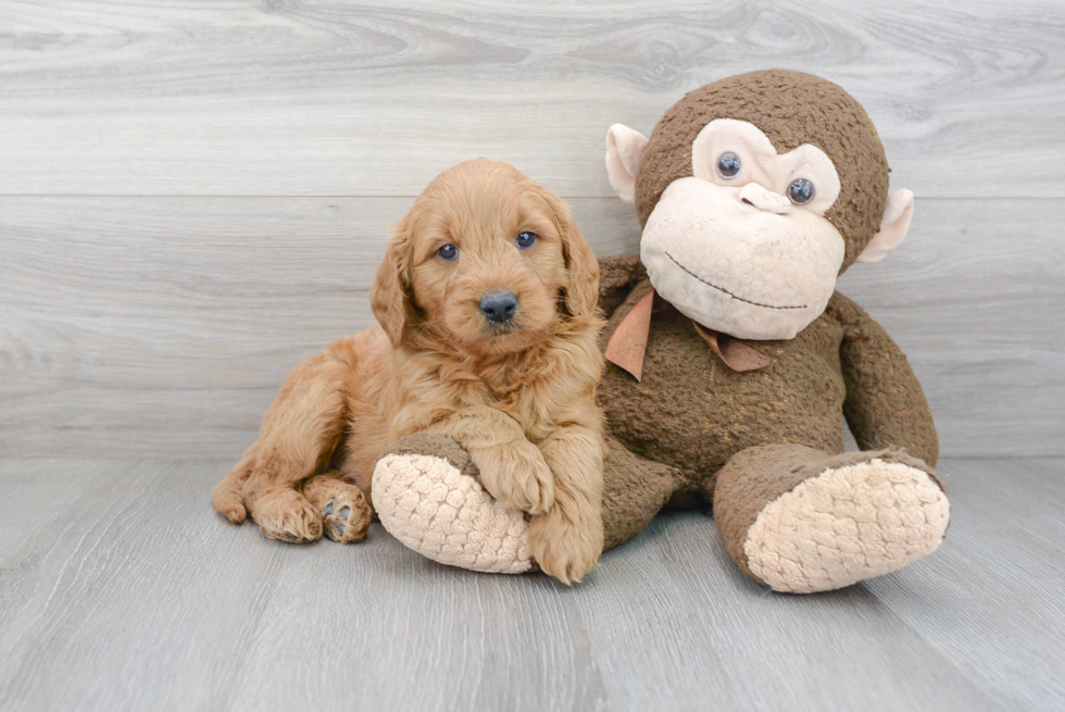 Best Mini Goldendoodle Baby