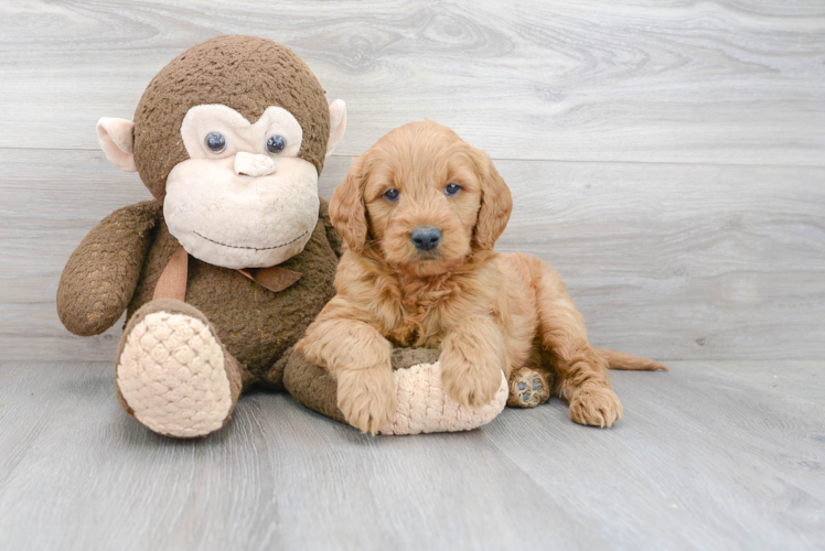 Friendly Mini Goldendoodle Baby