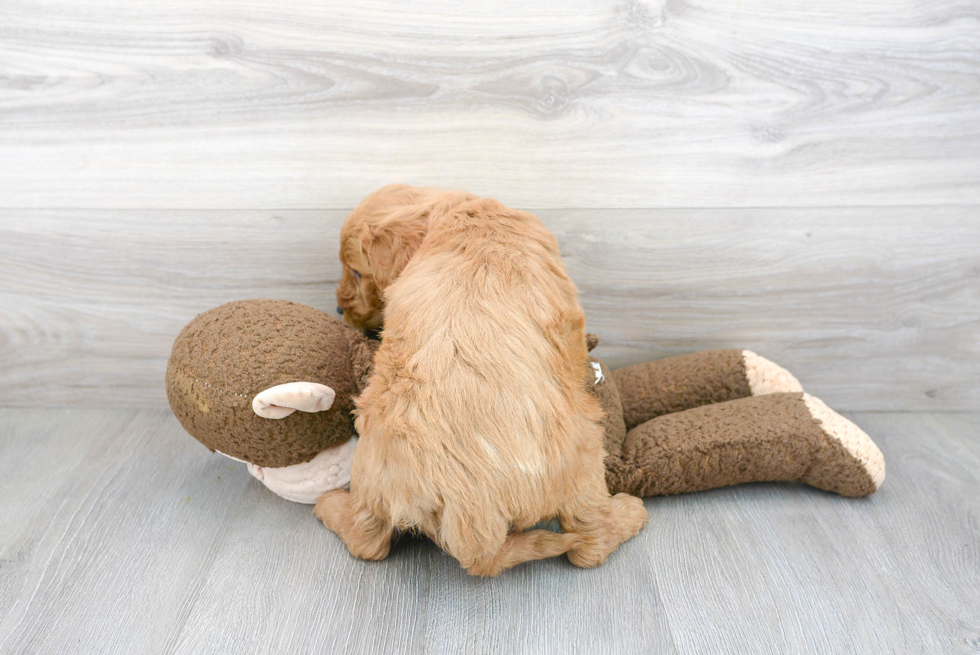 Mini Goldendoodle Pup Being Cute