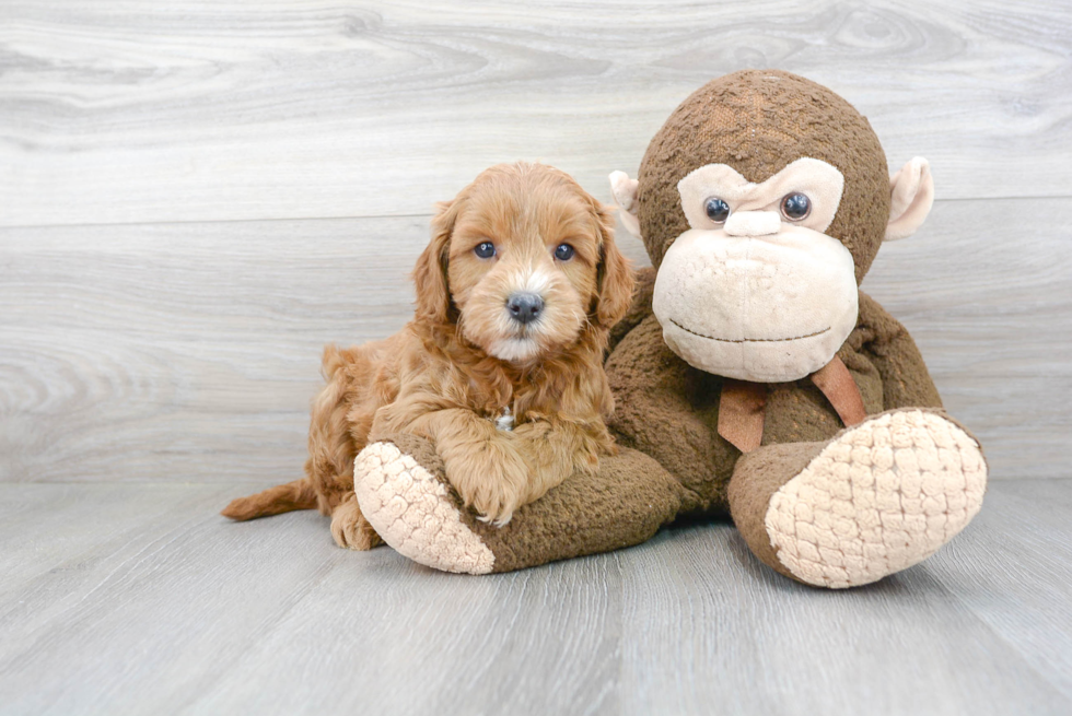 Best Mini Goldendoodle Baby