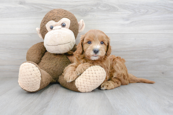 Cute Mini Goldendoodle Baby