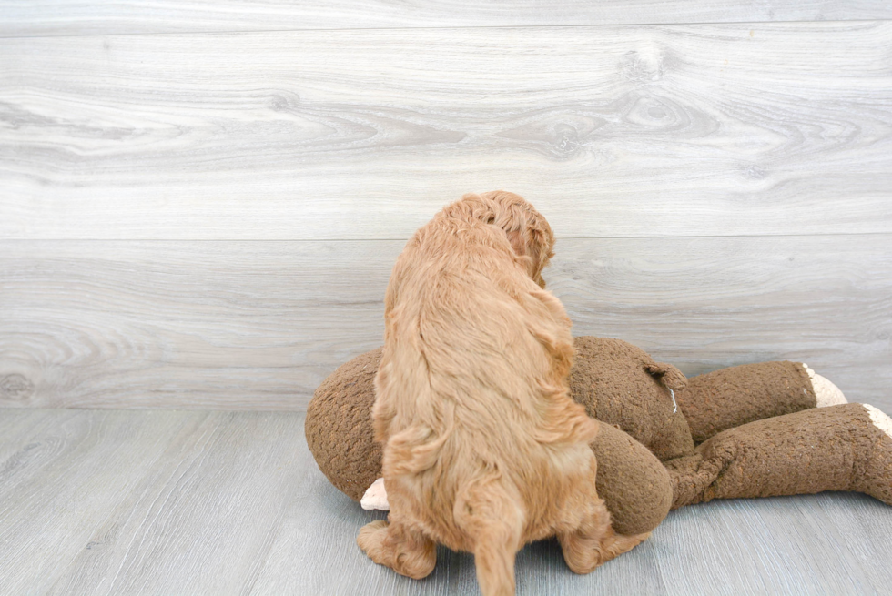 Best Mini Goldendoodle Baby