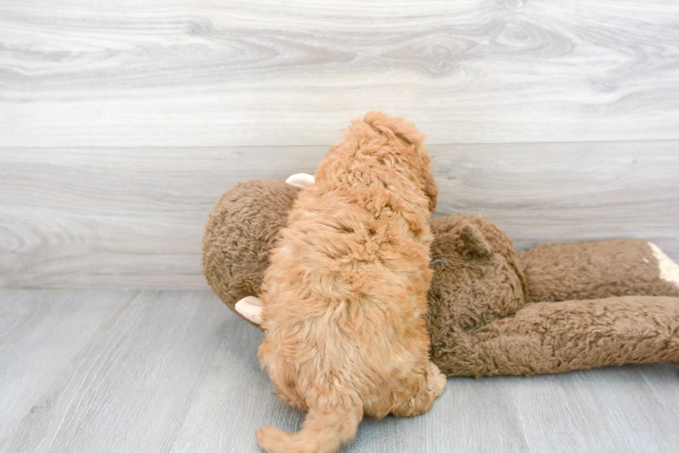 Mini Goldendoodle Pup Being Cute