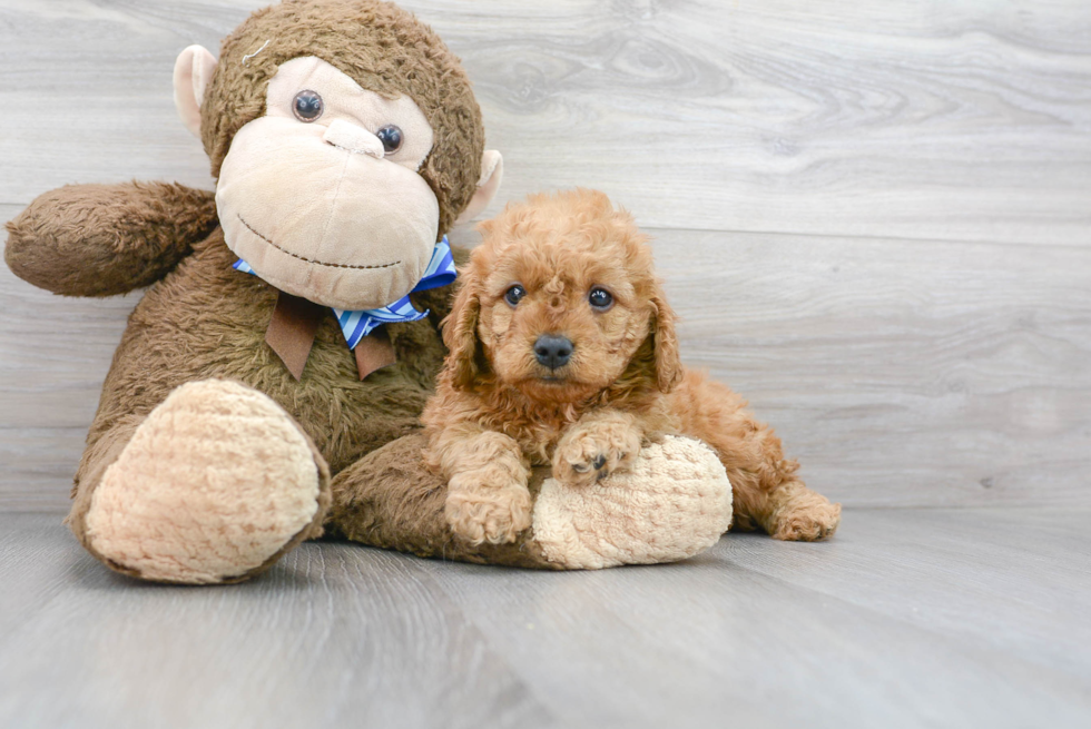 Best Mini Goldendoodle Baby