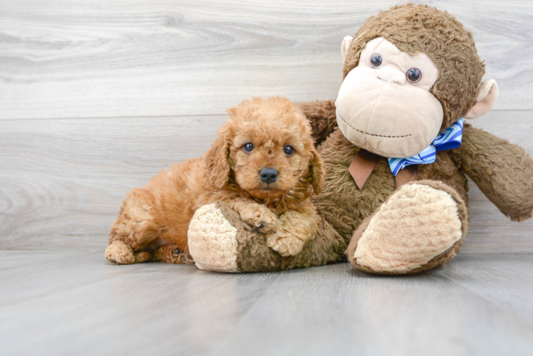 Mini Goldendoodle Pup Being Cute