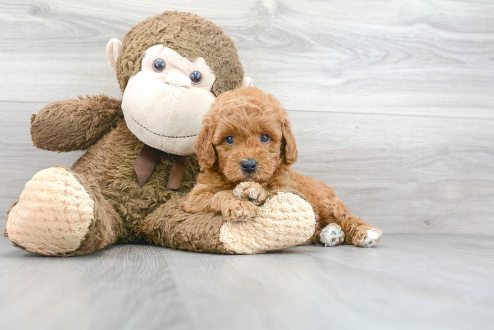 Sweet Mini Goldendoodle Baby