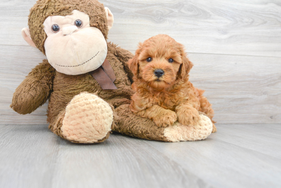 Mini Goldendoodle Puppy for Adoption