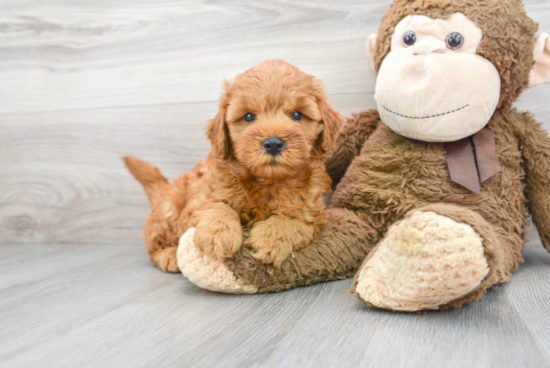 Fluffy Mini Goldendoodle Poodle Mix Pup