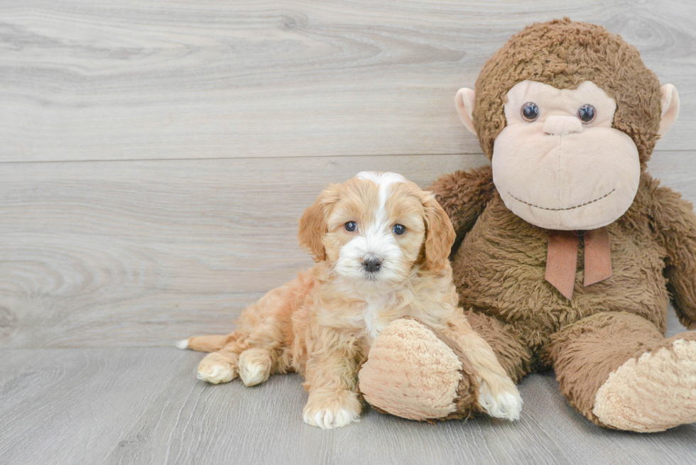 Mini Goldendoodle Pup Being Cute