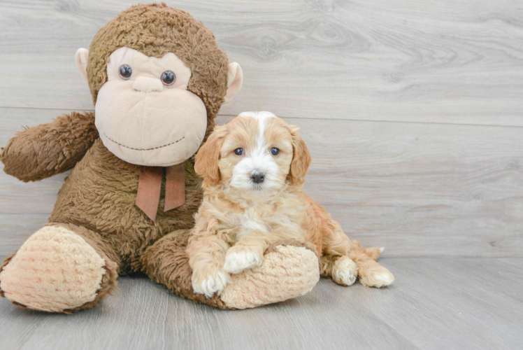 Hypoallergenic Golden Retriever Poodle Mix Puppy