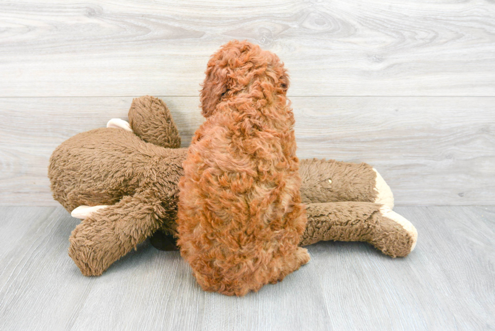Happy Mini Goldendoodle Baby