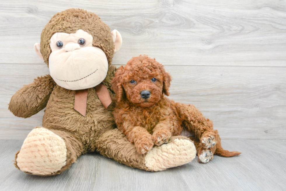 Best Mini Goldendoodle Baby