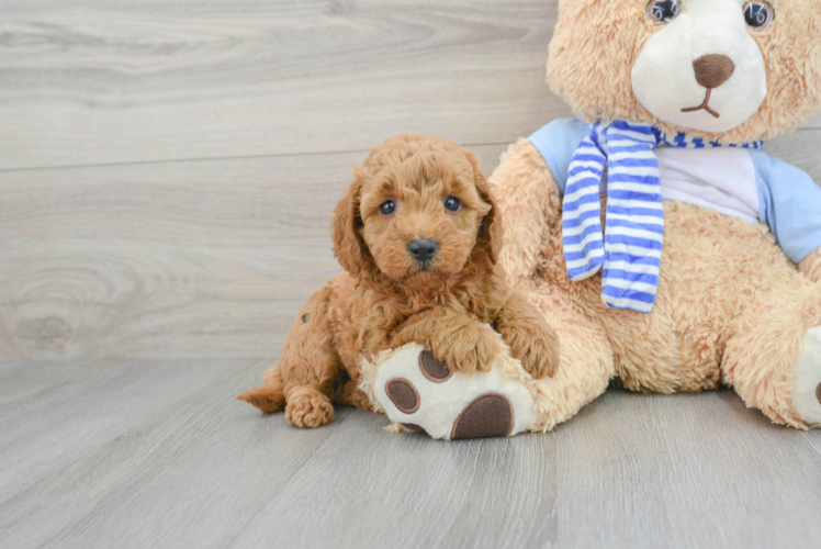 Sweet Mini Goldendoodle Baby