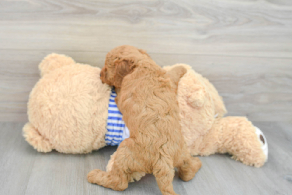 Mini Goldendoodle Pup Being Cute