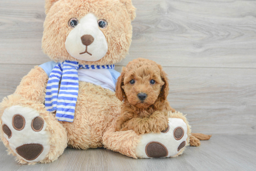 Mini Goldendoodle Puppy for Adoption