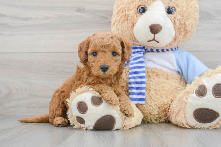 Mini Goldendoodle Puppy for Adoption