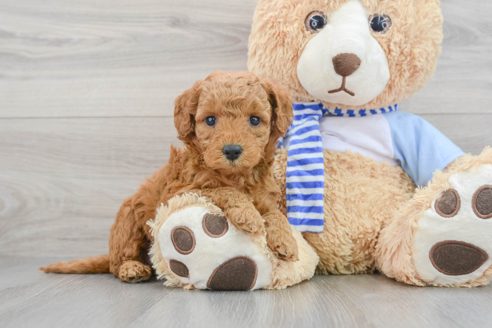 Mini Goldendoodle Puppy for Adoption