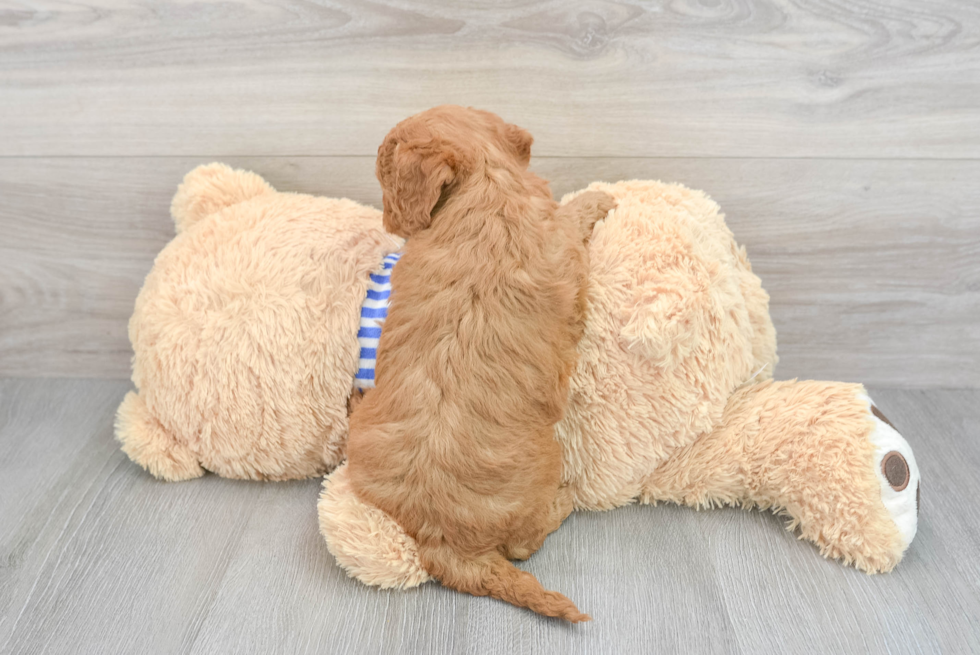 Mini Goldendoodle Pup Being Cute