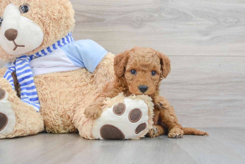 Smart Mini Goldendoodle Poodle Mix Pup