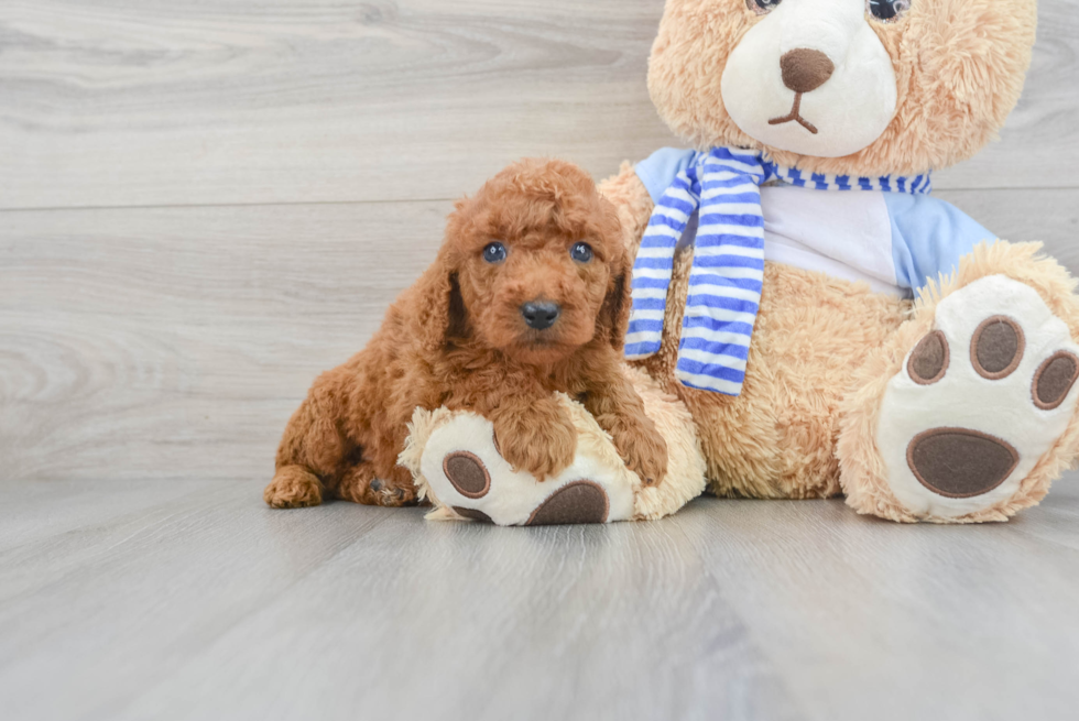 Petite Mini Goldendoodle Poodle Mix Pup