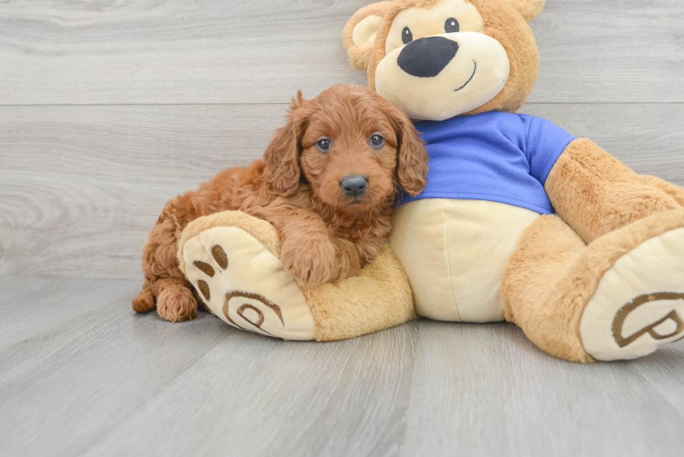 Petite Mini Goldendoodle Poodle Mix Pup