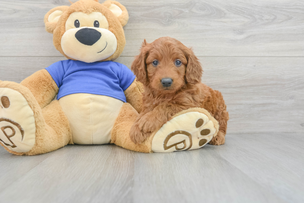 Best Mini Goldendoodle Baby