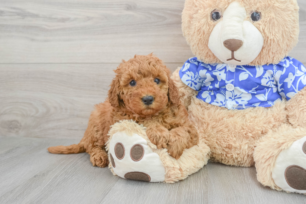 Smart Mini Goldendoodle Poodle Mix Pup