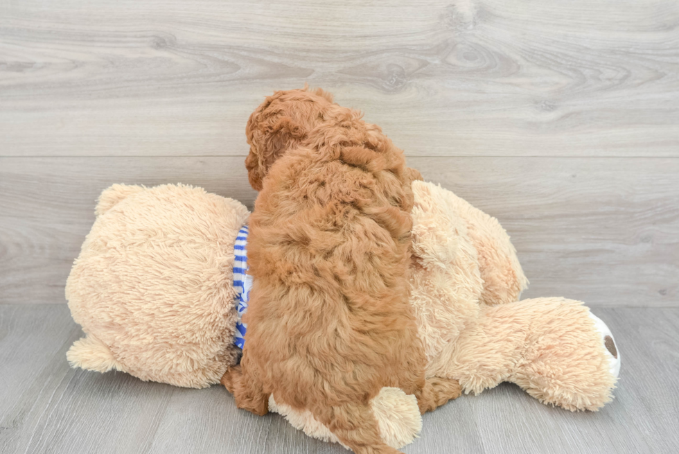 Hypoallergenic Golden Retriever Poodle Mix Puppy