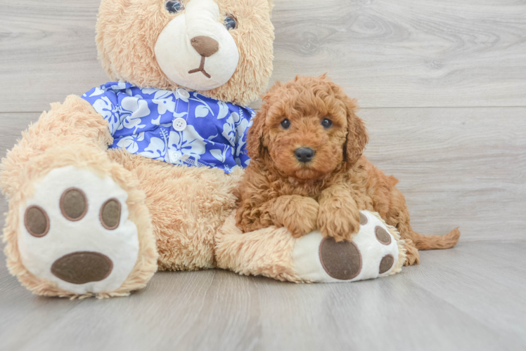 Mini Goldendoodle Puppy for Adoption