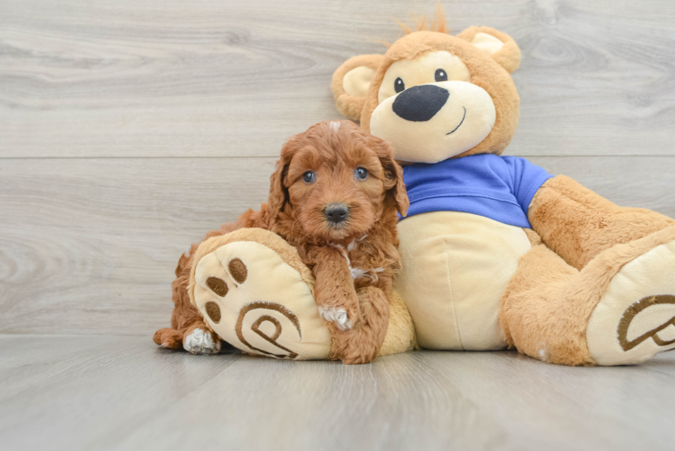 Mini Goldendoodle Puppy for Adoption