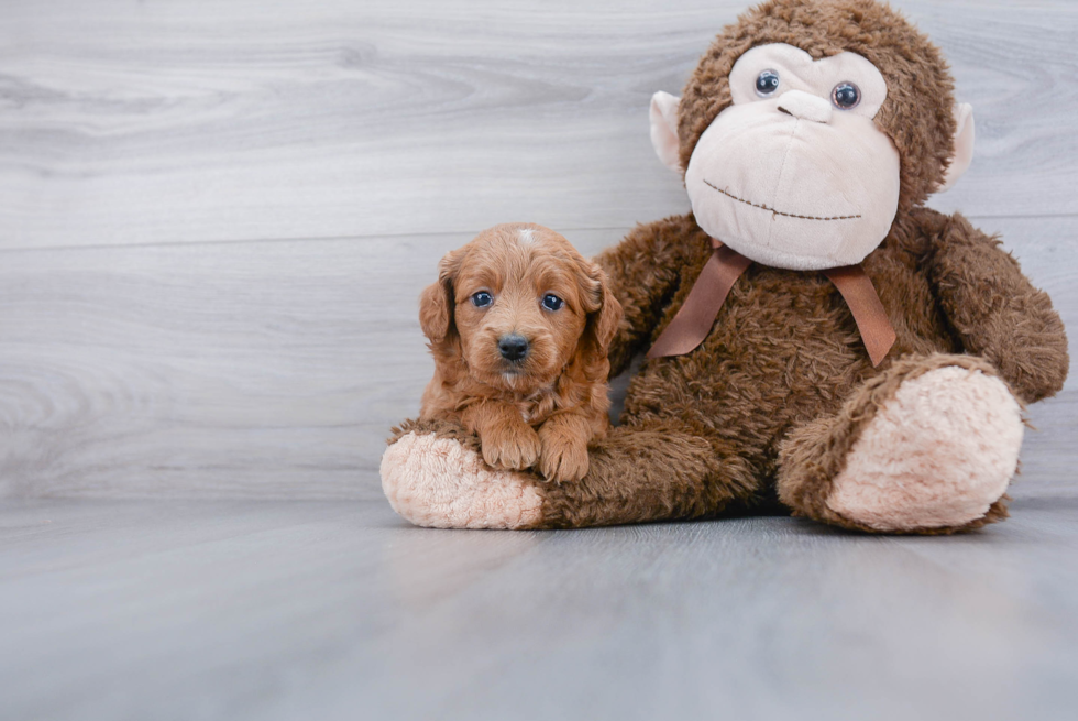 Mini Goldendoodle Pup Being Cute