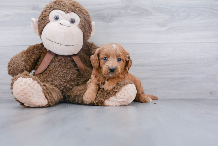 Happy Mini Goldendoodle Baby