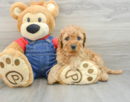 6 week old Mini Goldendoodle Puppy For Sale - Premier Pups