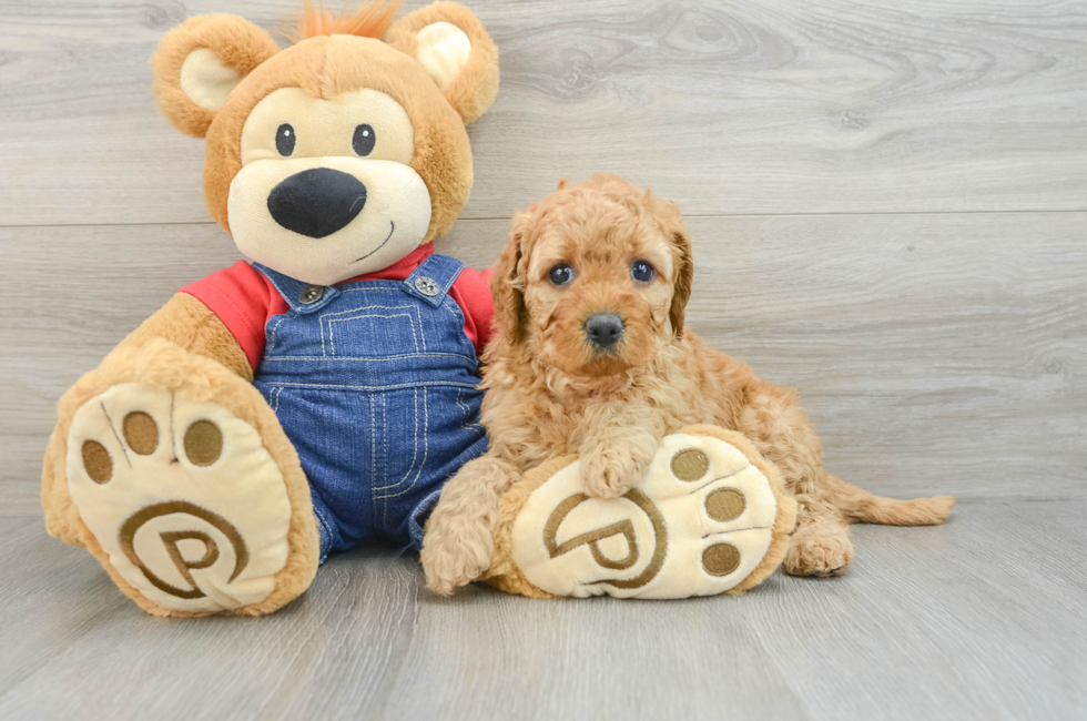 6 week old Mini Goldendoodle Puppy For Sale - Premier Pups