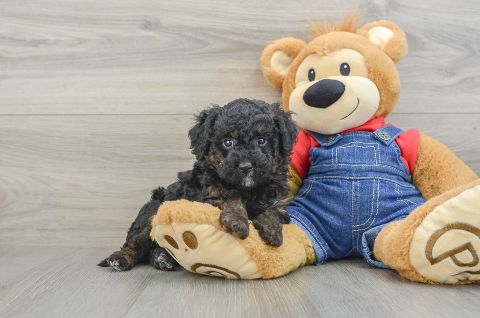 5 week old Mini Goldendoodle Puppy For Sale - Premier Pups