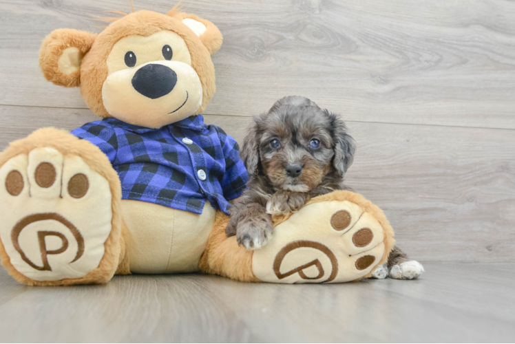 Mini Goldendoodle Pup Being Cute