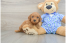 Energetic Golden Doodle Poodle Mix Puppy