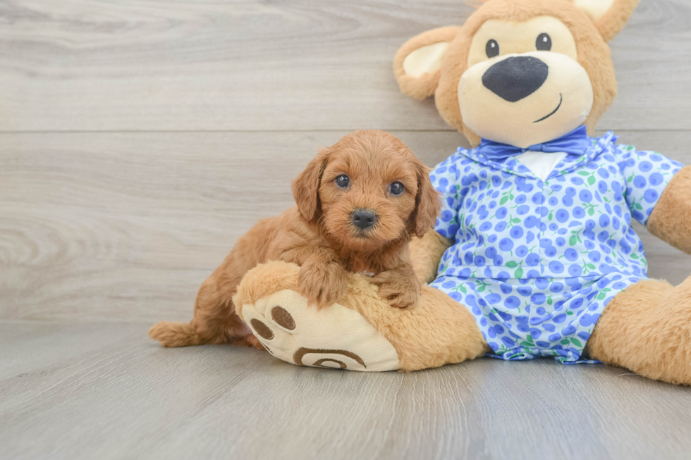 Energetic Golden Doodle Poodle Mix Puppy