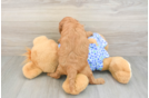 Energetic Golden Doodle Poodle Mix Puppy