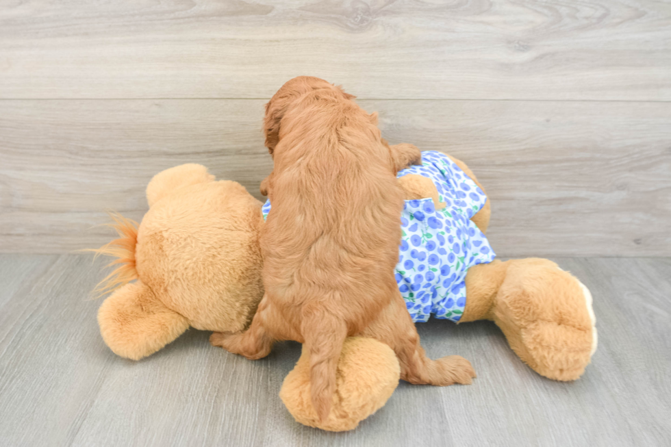 Energetic Golden Doodle Poodle Mix Puppy